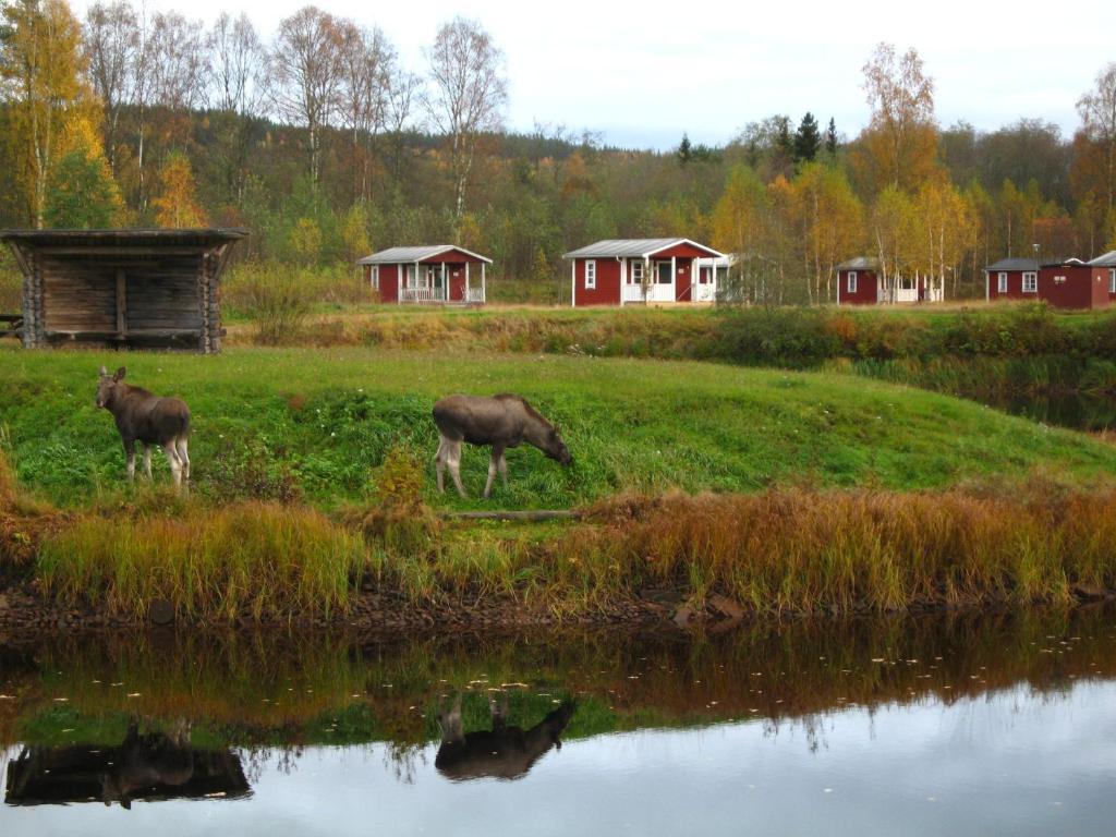 Klaraelvens Camping Stöllet Exterior foto